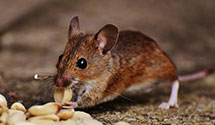 24 Hour & Emergency Exterminators in Mt Holly Springs, PA